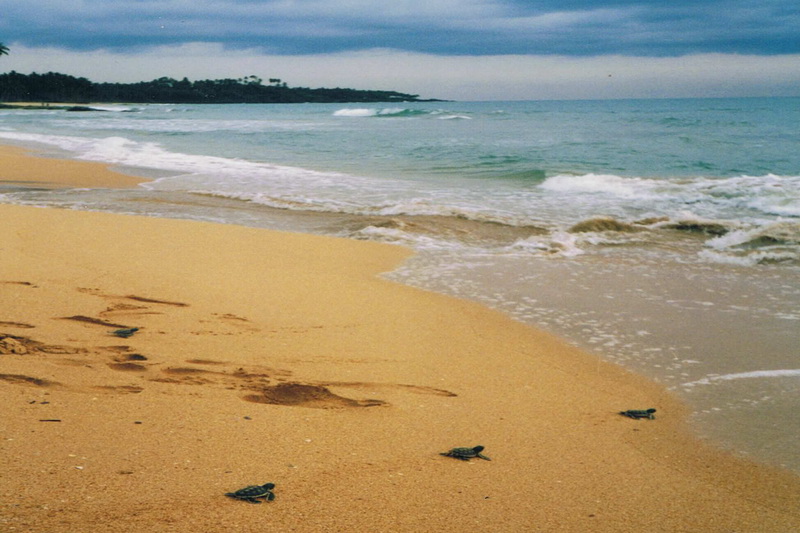 Sri Lanka, Kosgoda, Turtle Farm